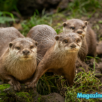 500+ Cute, Funny & Creative Otter Names Generator (With Meanings)