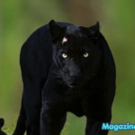 510+ Panther Names Guide: Powerful, Creative & Meaningful Ideas with Panther Names Generator