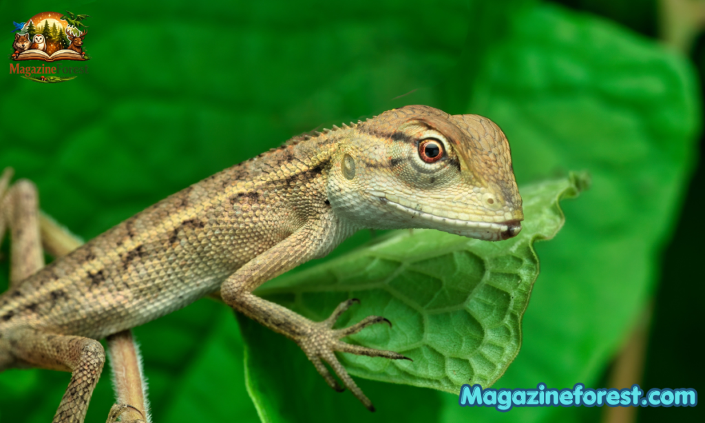 600+ Funny Lizard Names – Cool, Cute & Ridiculous Names for Geckos & Lizards with Lizard Name Generator