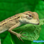 600+ Funny Lizard Names – Cool, Cute & Ridiculous Names for Geckos & Lizards with Lizard Name Generator