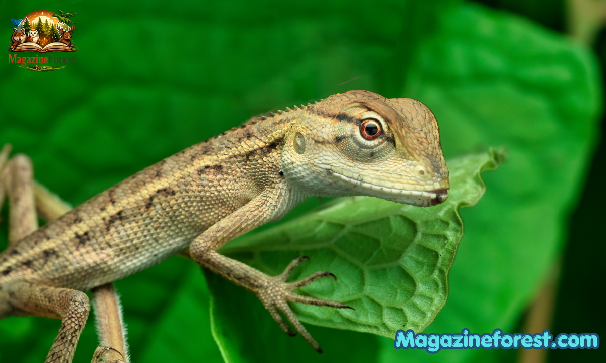 600+ Funny Lizard Names – Cool, Cute & Ridiculous Names for Geckos & Lizards with Lizard Name Generator