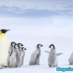 610+ Top Penguin Names: Icy Funny & Pop-Culture Inspired Picks with Penguin Names Generator