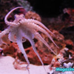 620+ Octopus Name Ideas – Cool, Catchy & Adorable Name with Octopus Name Generator