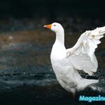 700+ Funny Goose Names Generator – Celebrity Puns, Cute Picks & Creative Ideas (2026)