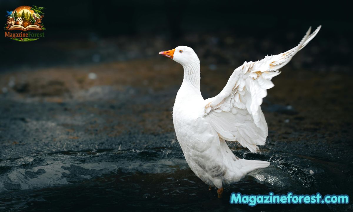700+ Funny Goose Names Generator – Celebrity Puns, Cute Picks & Creative Ideas (2026)