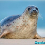 720+ Seal Names Generator | Cute, Funny & Famous Seal Name Ideas