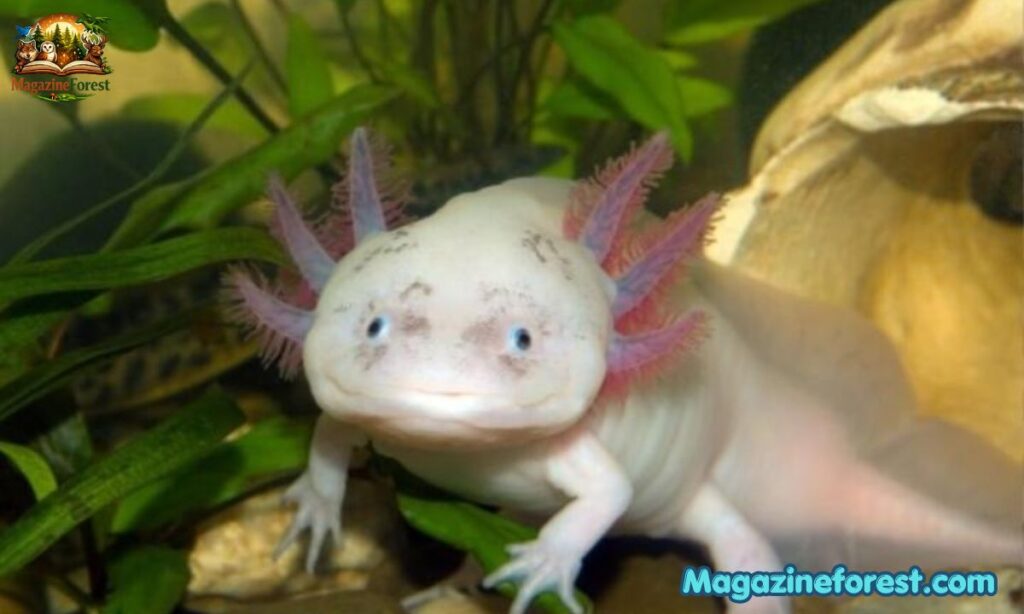 Axolotl Name Generator