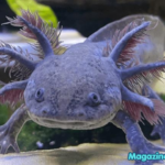 Axolotl Names Generator: 600+ Best Cute, Funny & Creative Ideas for Your Pet