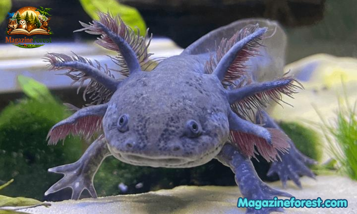 Axolotl Names Generator: 600+ Best Cute, Funny & Creative Ideas for Your Pet
