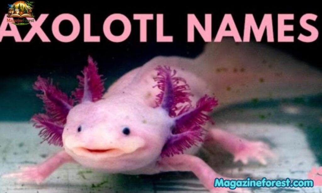 Best Axolotl Names