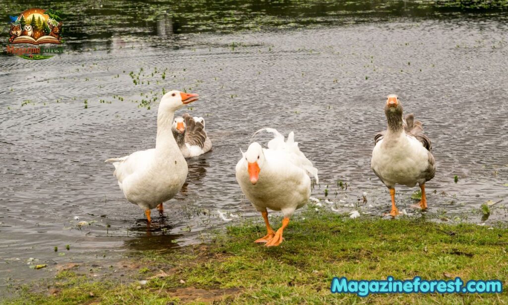 Best Names for Goose