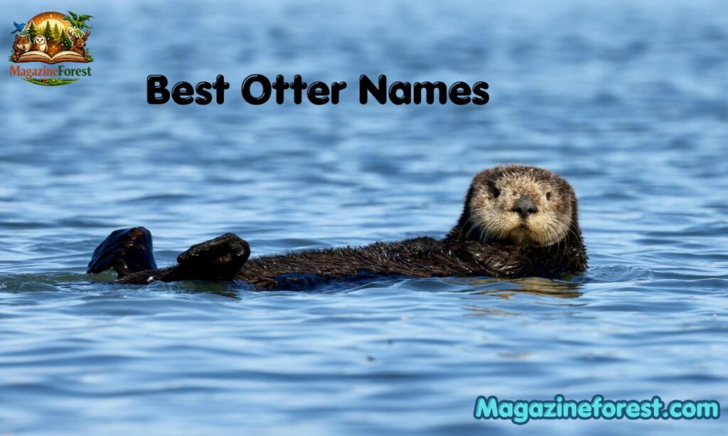Best Otter Names