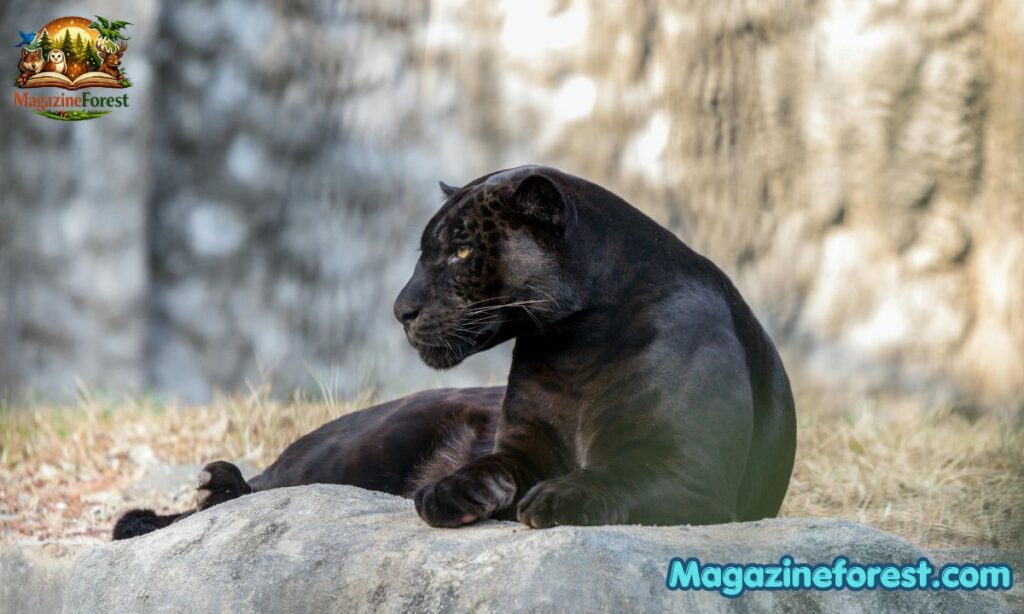 Famous Panther Names