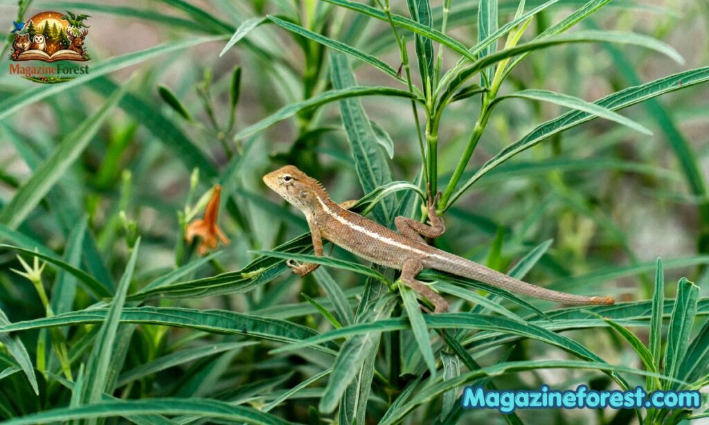 Funny Names for Lizard