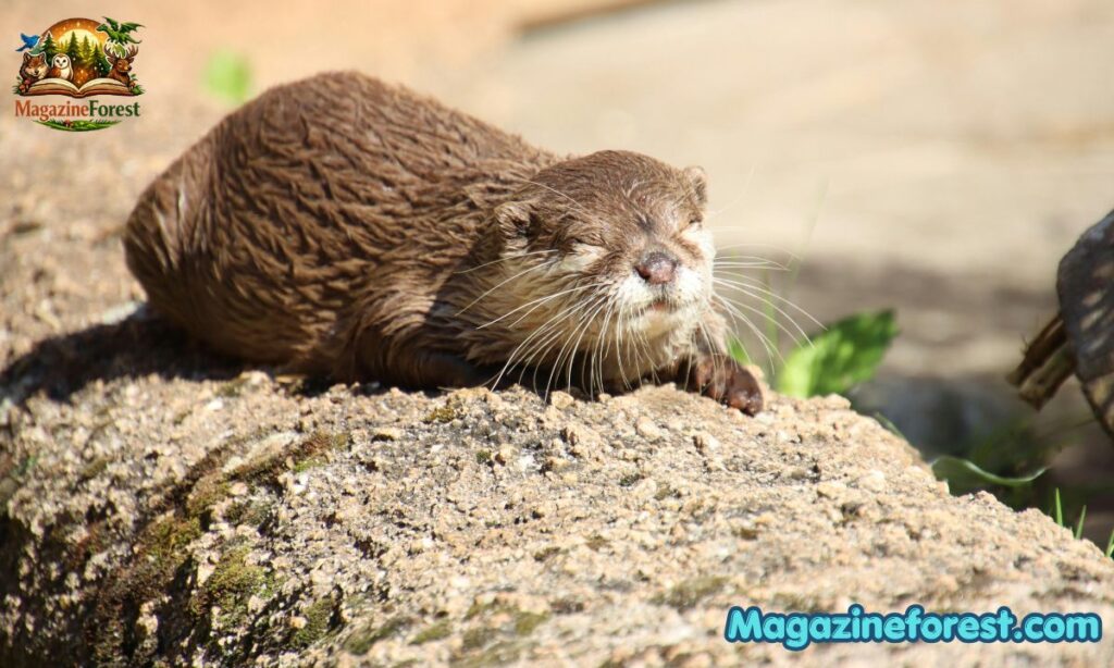 Funny Otter Names
