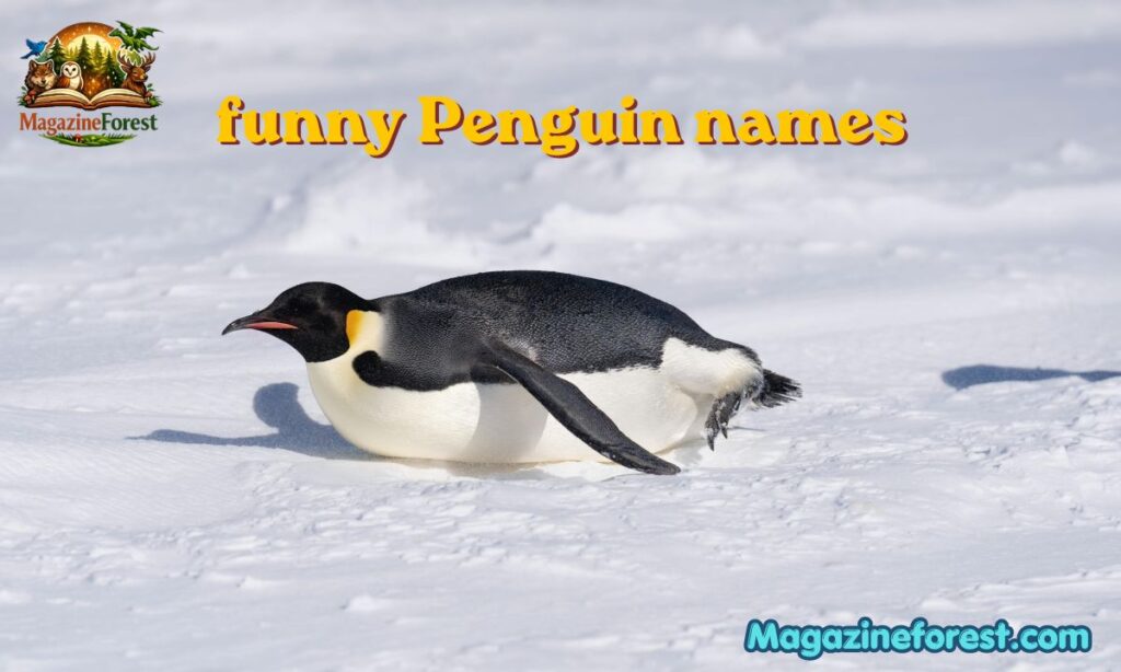 Funny Penguin Names