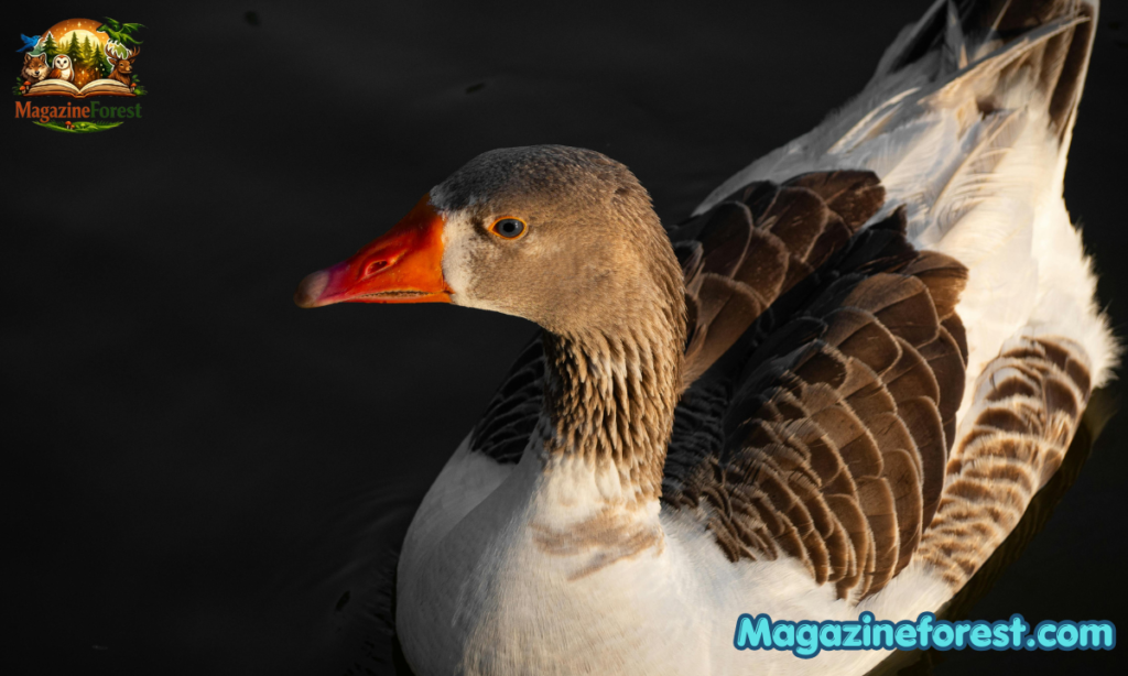 Key Characteristics & Facts about Goose