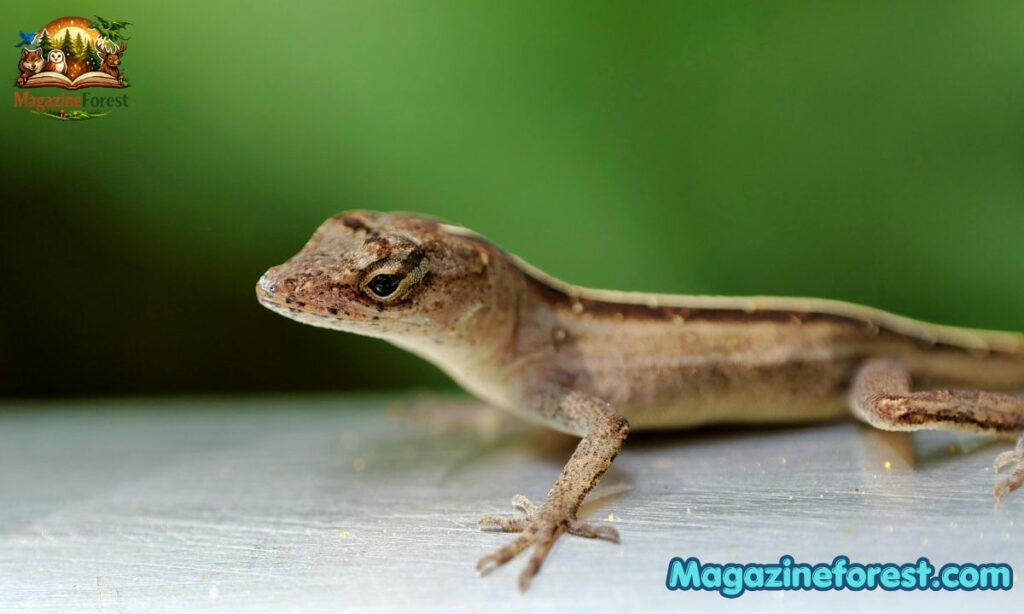 Key Characteristics & Facts about Lizard