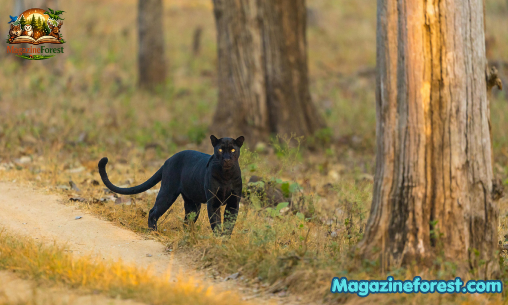 Panther Name Generator