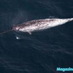 Top 500+ Narwhal Names – Cute, Cool & Creative Name Ideas with Narwhal Names Generator