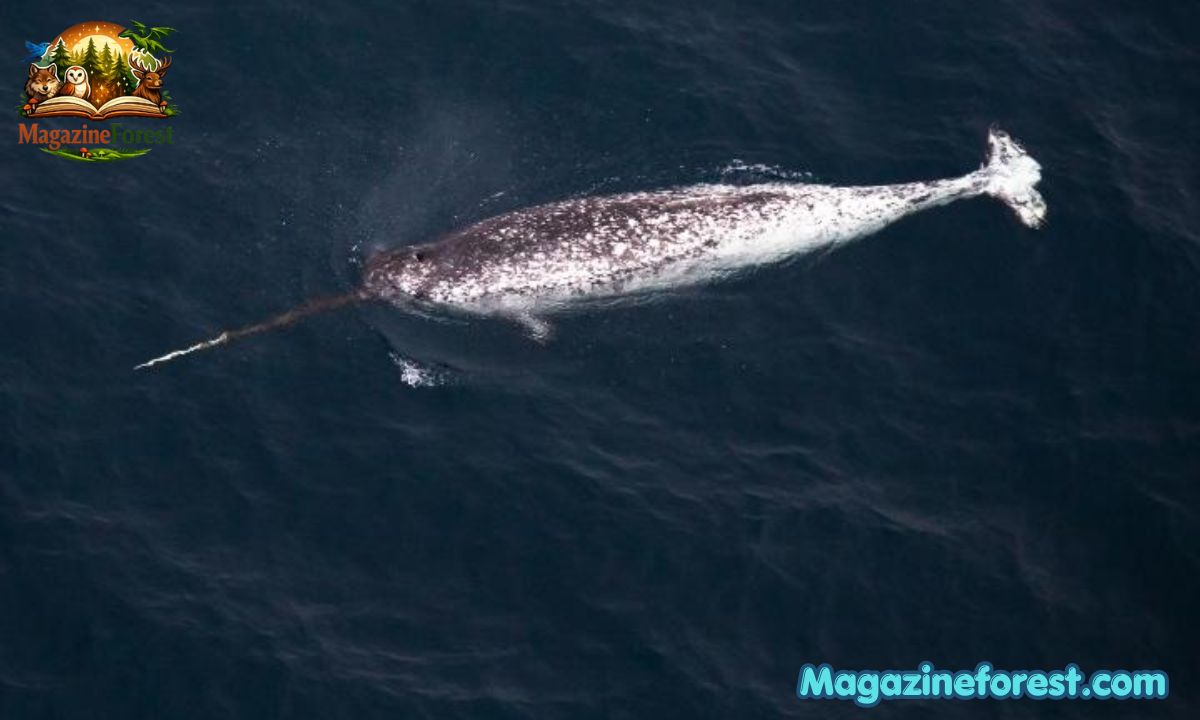 Top 500+ Narwhal Names – Cute, Cool & Creative Name Ideas with Narwhal Names Generator
