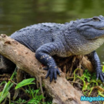 Top 700+ Alligator Names: Creative, Funny, and Unique Ideas with Alligator Names Generator