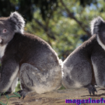 310+ Cute And Catchy Koala Names With Name Generator