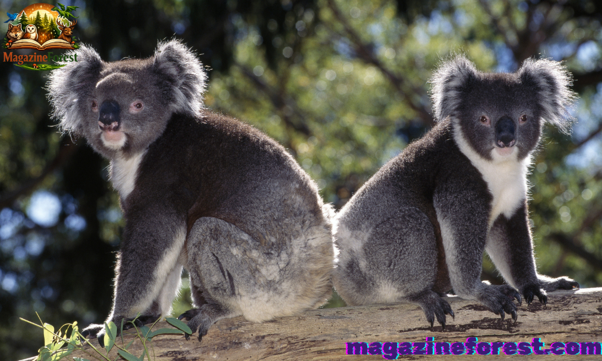 310+ Cute And Catchy Koala Names With Name Generator