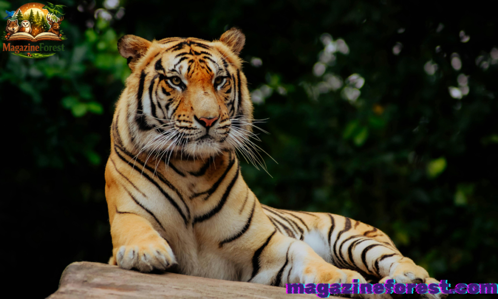 650+ Cool and Catchy Tiger Names With Name Generator