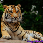 650+ Cool and Catchy Tiger Names With Name Generator