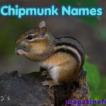 700+ Cute Chipmunk Names With Name Generator Chipmunks are adorable little animals known for their fluffy cheeks, playful personalities, and energetic nature. Whether you have a pet chipmunk, are naming a stuffed toy, or simply love these charming creatures, choosing the perfect name can make them even more special. From cute and funny names to unique and nature-inspired ideas, this guide is packed with chipmunk names for every personality and style. Finding the right name can be exciting, especially when it reflects your chipmunk’s appearance, behavior, or unique traits. Browse through these carefully selected names and discover the perfect match for your tiny furry friend. Fun Fact About Chipmunk Names (Cute Chipmunk) Chipmunks can store food in their cheek pouches that are almost the size of their heads. Many chipmunk owners choose names inspired by nuts, seeds, and forest themes. Cute names often come from a chipmunk’s tiny size and energetic behavior. Cartoon chipmunks have inspired thousands of popular pet names. Nature-themed names are among the most popular choices for pet chipmunks. Chipmunks communicate using chirps and squeaks, making playful names a great fit. Their striped backs often inspire unique and creative naming ideas. Food-inspired chipmunk names remain a favorite among pet lovers. Best Chipmunk Names Name Meaning Origin Emoji Acorn Nut from oak tree English 🌰 Peanut Small nut English 🥜 Chippy Little chipmunk English 🐿️ Nutmeg Aromatic spice English 🌰 Maple Maple tree English 🍁 Hazel Hazel tree English 🌿 Coco Coconut inspired Spanish 🥥 Rusty Reddish color English 🧡 Scout Explorer English 🧭 Sunny Bright and cheerful English ☀️ Biscuit Baked treat English 🍪 Pippin Small seed English 🌱 Teddy Gift of God English 🧸 Pumpkin Autumn fruit English 🎃 Mocha Coffee flavor Arabic ☕ Toffee Sweet candy English 🍬 Pebble Small stone English 🪨 Cinnamon Sweet spice Greek 🤎 Nugget Small treasure English ✨ Clover Lucky plant English 🍀 Oakley Oak meadow English 🌳 Honey Sweet nectar English 🍯 Snickers Laughing one English 😄 Bubbles Full of energy English 🫧 Skippy One who skips English 🐾 Milo Soldier German 💙 Charlie Free person German 🐿️ Ollie Olive tree Latin 🌿 Benji Son of the right hand Hebrew ⭐ Rocky Strong like rock English ⛰️ Ash Ash tree English 🌲 Pepper Spice English 🌶️ Chip Small piece English 🐿️ Walnut Nut tree English 🌰 Squeaky Makes tiny sounds English 🎵 Lucky Fortunate English 🍀 Shadow Dark silhouette English 🌙 Sparky Full of spark English ✨ Tinker Creative worker English 🔧 Bandit Little rascal English 😎 Cute Chipmunk Names Daisy — Day’s eye flower — English 🌼 Mochi — Sweet rice cake — Japanese 🍡 Poppy — Red flower — Latin 🌺 Nibbles — Loves nibbling — English 🐿️ Muffin — Sweet baked treat — English 🧁 Cookie — Sweet biscuit — English 🍪 Lulu — Famous warrior — Arabic 💕 Bella — Beautiful — Italian 🌸 Rosie — Rose flower — English 🌹 Cupcake — Small cake — English 🧁 Taffy — Chewy candy — Welsh 🍬 Twinkle — Sparkling light — English ✨ Snowball — Round ball of snow — English ❄️ Angel — Heavenly being — Greek 😇 Jellybean — Tiny candy — English 🍭 Pixie — Tiny fairy — Celtic 🧚 Bunny — Little rabbit — English 🐰 Cherry — Cherry fruit — English 🍒 Peaches — Sweet fruit — English 🍑 Buttercup — Yellow flower — English 🌼 Fluffy — Soft fur — English ☁️ Dotty — Small spots — English ⚪ Bambi — Childlike charm — Italian 🦌 Daisybell — Bell-shaped flower — English 🔔 Sprinkles — Tiny colorful bits — English 🌈 Sugar — Sweetness — English 🍬 Giggles — Laughing one — English 😄 Fifi — Precious one — French 🎀 Blossom — Flower bloom — English 🌸 Tutu — Cute nickname — French 🎀 Kiki — Double happiness — Japanese 💖 Doodle — Fun sketch — English ✏️ Sweetie — Beloved one — English ❤️ Minnie — Small one — English 🐭 Nala — Successful — African 🦁 Winnie — Gentle friend — English 🧸 Coco Puff — Sweet snack inspiration — English 🍫 Sunnybun — Bright little one — English ☀️ Snuggle — Loves cuddles — English 🤗 Tiny — Very small — English 🐾 Cool Chipmunk Names Name Meaning Origin Emoji Blaze Bright flame English 🔥 Maverick Independent thinker American 😎 Ace The best Latin 🏆 Ryder Horseman English 🐎 Jett Black gemstone English ⚫ Storm Powerful weather English ⛈️ Diesel Strong and energetic German ⚙️ Rocket Fast traveler English 🚀 Hunter One who hunts English 🏹 Dash Quick runner English 💨 Shadow Dark silhouette English 🌑 Spike Sharp point English 📌 Titan Giant and powerful Greek 💪 Ranger Forest guardian English 🌲 Flash Sudden light English ⚡ Bandit Playful rascal English 🦹 Axel Father of peace Scandinavian 🔧 Thor Thunder god Norse ⚡ Neo New beginning Greek 🌟 Wolf Wild canine Germanic 🐺 Falcon Swift bird English 🦅 Onyx Black gemstone Greek 🖤 Rebel Independent spirit English 😏 Bolt Lightning strike English ⚡ Zane Gift from God Hebrew ✨ Draco Dragon Latin 🐉 Hawk Bird of prey English 🦅 Phoenix Mythical fire bird Greek 🔥 Frost Ice and snow English ❄️ Chase Pursuit French 🏃 Viper Swift snake Latin 🐍 Orion Hunter constellation Greek 🌌 King Royal ruler English 👑 Knight Noble warrior English 🛡️ Nitro High energy Greek 💥 Legend Famous hero Latin ⭐ Ghost Silent presence English 👻 Steel Strong metal English ⚙️ Comet Space traveler Greek ☄️ Cobra Powerful snake Portuguese 🐍 Male Chipmunk Names Oliver — Olive tree — Latin 🌿 Leo — Lion — Latin 🦁 Max — Greatest — Latin ⭐ Charlie — Free man — German 👦 Milo — Soldier — German 🛡️ Teddy — Wealthy protector — English 🧸 Archie — Truly brave — German 🏹 Finn — Fair-haired — Irish 🍀 Jasper — Treasurer — Persian 💎 Henry — Ruler of the home — German 👑 Louie — Famous warrior — French ⚔️ Oscar — Divine spear — Irish 🛡️ Benny — Son of the right hand — Hebrew ✨ Toby — God is good — Hebrew 🙏 Sammy — Heard by God — Hebrew 💙 Rusty — Red-haired — English 🧡 Rocky — Strong stone — English ⛰️ Dexter — Right-handed — Latin 👍 Bruno — Brown-haired — German 🤎 Murphy — Sea warrior — Irish 🌊 Joey — God increases — Hebrew 🌟 Winston — Joy stone — English 🪨 Harvey — Battle worthy — French ⚔️ Cody — Helpful one — Irish 😊 Cooper — Barrel maker — English 🛠️ Chase — Hunter — French 🏃 Riley — Courageous — Irish 💪 Brody — Ditch settlement — Scottish 🌿 Beau — Handsome — French 😎 Tucker — Cloth softener — English 🧵 Jack — God is gracious — Hebrew 🎩 Benji — Son of the right hand — Hebrew 🐿️ Theo — Divine gift — Greek 🎁 Logan — Little hollow — Scottish 🍂 Simon — Listener — Hebrew 👂 Percy — One who pierces the valley — French 🏞️ Alfie — Wise counselor — English 📚 Remy — Oarsman — French 🚣 Hank — Estate ruler — German 👑 Marley — Pleasant meadow — English 🌾 Female Chipmunk Names Name Meaning Origin Emoji Bella Beautiful Italian 🌸 Luna Moon Latin 🌙 Daisy Day's eye flower English 🌼 Rosie Rose flower English 🌹 Lily Pure flower English 🌷 Chloe Blooming Greek 🌺 Sophie Wisdom Greek 📚 Molly Star of the sea Hebrew ⭐ Ruby Red gemstone Latin ❤️ Hazel Hazel tree English 🌿 Ellie Bright shining one Greek ✨ Mia Mine Italian 💖 Willow Graceful tree English 🌳 Zoey Life Greek 🌈 Coco Coconut Spanish 🥥 Olive Olive tree Latin 🫒 Penny Weaver Greek 🪙 Nala Successful African 🦁 Bonnie Pretty Scottish 💕 Holly Holly tree English 🎄 Pearl Precious gem Latin 🤍 Poppy Red flower Latin 🌺 Tilly Mighty in battle German ⚔️ Gracie Grace Latin 🌟 Lulu Famous warrior Arabic 🎀 Millie Gentle strength German 💐 Fifi Precious one French 🎀 Winnie Gentle friend English 🧸 Ivy Climbing plant English 🌿 Skye Sky Scottish ☁️ Aurora Dawn Latin 🌅 Summer Warm season English ☀️ Autumn Fall season Latin 🍂 Angel Heavenly messenger Greek 😇 Blossom Flower bloom English 🌸 Sunny Bright and cheerful English 🌞 Honey Sweet nectar English 🍯 Trixie Bringer of joy Latin 🎉 Jewel Precious treasure English 💎 Misty Light mist English 🌫️ Baby Chipmunk Names Tiny — Very small — English 🐾 Peanut — Small nut — English 🥜 Pip — Small seed — English 🌱 Bean — Tiny bean — English 🫘 Niblet — Little bite — English 😋 Bubbles — Tiny bubbles — English 🫧 Tater Tot — Small potato bite — English 🥔 Cubby — Little cub — English 🐻 Sprout — Young plant — English 🌱 Pipsqueak — Tiny voice — English 🎵 Nugget — Small treasure — English ✨ Pebbles — Small stones — English 🪨 Button — Small fastener — English 🔘 Tinker — Little helper — English 🔧 Wiggles — Loves moving — English 🤸 Snickers — Laughing one — English 😄 Scooter — Fast mover — English 🛴 Munchkin — Tiny child — English 🧁 Chippy — Little chipmunk — English 🐿️ Squeaky — Makes tiny sounds — English 🎶 Cuddles — Loves cuddling — English 🤗 Pickles — Tangy snack — English 🥒 Tootsie — Cute little one — English 💕 Doodle — Fun drawing — English ✏️ Fluffy — Soft fur — English ☁️ Snowball — Ball of snow — English ❄️ Giggles — Happy laughter — English 😆 Muffin — Sweet treat — English 🧁 Cookie — Baked snack — English 🍪 Cupcake — Tiny cake — English 🎂 Taffy — Chewy candy — Welsh 🍬 Jellybean — Small candy — English 🍭 Twinkle — Little sparkle — English ✨ Fuzzy — Soft and furry — English 🐾 Dotty — Covered in dots — English ⚪ Pudding — Sweet dessert — English 🍮 Waffles — Breakfast treat — English 🧇 Sunnybun — Bright little one — English ☀️ Nibbles — Loves nibbling — English 🐿️ Butterbean — Tiny bean — English 🫘 Funny Chipmunk Names Name Meaning Origin Emoji Sir Nibbles Noble snacker English 🎩 Cheeks Puffy cheeks English 😄 Nutzilla Giant nut lover English 🌰 Squeakers Tiny squeaker English 🎵 Chunky Chubby one English 😂 Professor Nuts Smart nut collector English 🤓 Wobble Funny walker English 🤪 Fuzzball Ball of fur English ☁️ Pickle Pants Silly nickname English 🥒 Captain Acorn Acorn leader English 🌰 Biscuit Bandit Cookie thief English 🍪 Chubby Cheeks Round cheeks English 😆 Nutty Buddy Nut-loving friend English 🥜 Waffles Breakfast favorite English 🧇 Tater Tot Tiny potato bite English 🥔 Burrito Rolled snack Spanish 🌯 Mr. Wiggles Always moving English 🤸 Squirrelzilla Giant squirrel English 🐿️ Giggle Nut Funny nut lover English 😄 Snack Attack Loves snacks English 🍿 Popcorn Popped corn English 🍿 Cheeto Cheesy snack English 🧀 Nacho Popular snack Spanish 🌮 Wiggly Woo Silly mover English 🤪 Noodle Funny noodle English 🍜 Bouncy Full of energy English 🏀 Squeakster Tiny squeaker English 🎶 Bean Burrito Funny food combo English 🌯 Nutcracker Cracks nuts English 🌰 Zoomie Runs fast English 💨 Picklepuff Silly pickle English 🥒 Marshmallow Soft treat English ☁️ Goober Silly person English 🤣 Chompers Loves chewing English 😋 Frito Snack-inspired Spanish 🌽 Bananas Funny banana twist Spanish 🍌 Acornator Acorn collector English 🌰 Captain Fluff Fluffy captain English 🧸 Snoop Nut Curious nut hunter English 🕵️ Walnut Whiskers Nut-loving whiskers English 🐿️ Nicknames for Chipmunk Chip — Small piece — English 🐿️ Chippy — Little chipmunk — English 🌰 Nibbles — Loves nibbling — English 😋 Squeaky — Makes tiny sounds — English 🎵 Nutty — Nut lover — English 🥜 Cheeks — Puffy cheeks — English 😊 Tiny — Very small — English 🐾 Fluffy — Soft fur — English ☁️ Peanut — Small nut — English 🥜 Acorn — Oak nut — English 🌰 Pip — Tiny seed — English 🌱 Buddy — Good friend — English 🤝 Coco — Coconut inspired — Spanish 🥥 Muffin — Sweet treat — English 🧁 Cookie — Baked snack — English 🍪 Nugget — Small treasure — English ✨ Wiggles — Loves moving — English 🤸 Snickers — Laughing one — English 😄 Bubbles — Full of energy — English 🫧 Sunny — Bright and cheerful — English ☀️ Scout — Explorer — English 🧭 Sparky — Full of spark — English ⚡ Rocky — Strong stone — English ⛰️ Rusty — Reddish color — English 🧡 Tinker — Creative helper — English 🔧 Fuzzy — Soft fur — English 🐾 Skippy — One who skips — English 🐇 Pebbles — Small stones — English 🪨 Chomper — Loves chewing — English 😆 Twinkle — Sparkling light — English ✨ Doodle — Fun sketch — English ✏️ Pickles — Funny nickname — English 🥒 Giggles — Loves laughing — English 😂 Waffles — Breakfast favorite — English 🧇 Marshmallow — Soft treat — English ☁️ Toffee — Sweet candy — English 🍬 Pumpkin — Autumn favorite — English 🎃 Honey — Sweet nectar — English 🍯 Button — Tiny and cute — English 🔘 Cuddles — Loves affection — English 🤗 Pet Chipmunk Names Name Meaning Origin Emoji Hazel Hazel tree English 🌿 Maple Maple tree English 🍁 Teddy Wealthy protector English 🧸 Milo Soldier German ⭐ Daisy Day's eye flower English 🌼 Coco Coconut Spanish 🥥 Ollie Olive tree Latin 🌿 Bella Beautiful Italian 🌸 Charlie Free man German 👦 Pumpkin Autumn fruit English 🎃 Scout Explorer English 🧭 Clover Lucky plant English 🍀 Honey Sweet nectar English 🍯 Biscuit Baked treat English 🍪 Pippin Small seed English 🌱 Rosie Rose flower English 🌹 Leo Lion Latin 🦁 Sunny Bright one English ☀️ Nugget Small treasure English ✨ Mocha Coffee flavor Arabic ☕ Ash Ash tree English 🌳 Willow Graceful tree English 🌲 Ruby Red gemstone Latin ❤️ Finn Fair-haired Irish 🍀 Pepper Spice English 🌶️ Rocky Strong stone English ⛰️ Peanut Small nut English 🥜 Snowball Ball of snow English ❄️ Luna Moon Latin 🌙 Bubbles Tiny bubbles English 🫧 Angel Heavenly being Greek 😇 Jasper Treasurer Persian 💎 Skye Sky Scottish ☁️ Taffy Chewy candy Welsh 🍬 Benny Son of the right hand Hebrew 💙 Poppy Red flower Latin 🌺 Toffee Sweet candy English 🍭 Dexter Right-handed Latin 👍 Blossom Flower bloom English 🌸 Chippy Little chipmunk English 🐿️ Nature-Inspired Chipmunk Names Oak — Mighty tree — English 🌳 Maple — Maple tree — English 🍁 Willow — Graceful tree — English 🌿 River — Flowing water — English 🌊 Forest — Woodland area — English 🌲 Cedar — Cedar tree — English 🌳 Pine — Evergreen tree — English 🌲 Clover — Lucky plant — English 🍀 Birch — Birch tree — English 🌳 Aspen — Aspen tree — English 🍂 Moss — Soft green plant — English 🌱 Fern — Woodland plant — English 🌿 Breeze — Gentle wind — English 💨 Sunny — Bright sunshine — English ☀️ Storm — Powerful weather — English ⛈️ Rain — Falling water — English 🌧️ Meadow — Open grassland — English 🌾 Pebble — Small stone — English 🪨 Brook — Small stream — English 💧 Sky — Open heavens — English ☁️ Leaf — Tree foliage — English 🍃 Blossom — Flower bloom — English 🌸 Rose — Rose flower — English 🌹 Daisy — Wildflower — English 🌼 Lily — Pure flower — English 🌷 Tulip — Spring flower — Persian 🌷 Aurora — Dawn light — Latin 🌅 Moonbeam — Light from the moon — English 🌙 Star — Celestial body — English ⭐ Comet — Space traveler — Greek ☄️ Glacier — Large ice mass — French ❄️ Coral — Ocean treasure — Greek 🪸 Ocean — Vast sea — Greek 🌊 Summit — Mountain peak — English ⛰️ Canyon — Deep valley — Spanish 🏞️ Hawk — Bird of prey — English 🦅 Sparrow — Small bird — English 🐦 Raven — Dark bird — English 🖤 Wolf — Wild canine — Germanic 🐺 Fox — Clever animal — English 🦊 Food-Inspired Chipmunk Names Name Meaning Origin Emoji Peanut Small nut English 🥜 Acorn Oak nut English 🌰 Cookie Sweet biscuit English 🍪 Muffin Small cake English 🧁 Cupcake Mini cake English 🎂 Toffee Sweet candy English 🍬 Mocha Coffee flavor Arabic ☕ Cinnamon Sweet spice Greek 🤎 Nutmeg Aromatic spice English 🌰 Waffles Breakfast treat English 🧇 Pancake Flat cake English 🥞 Popcorn Popped corn English 🍿 Jellybean Tiny candy English 🍭 Marshmallow Soft sweet English ☁️ Biscuit Baked treat English 🍪 Brownie Chocolate dessert English 🍫 Peaches Sweet fruit English 🍑 Cherry Red fruit English 🍒 Olive Olive fruit Latin 🫒 Pickles Tangy snack English 🥒 Honey Sweet nectar English 🍯 Cocoa Chocolate bean Spanish 🍫 Caramel Sweet syrup French 🍮 Tater Tot Potato snack English 🥔 Nacho Snack food Spanish 🌮 Burrito Wrapped meal Spanish 🌯 Bean Small bean English 🫘 Pumpkin Autumn fruit English 🎃 Apple Popular fruit English 🍎 Kiwi Tropical fruit Māori 🥝 Mango Tropical fruit Tamil 🥭 Lemon Citrus fruit Arabic 🍋 Berry Small fruit English 🫐 Donut Sweet pastry English 🍩 Pretzel Twisted bread German 🥨 Fudge Rich candy English 🍫 Latte Milk coffee Italian ☕ Churro Fried pastry Spanish 🍩 Truffle Luxury chocolate French 🍫 Butterscotch Sweet candy English 🍬 Unique Chipmunk Names Zephyr — Gentle west wind — Greek 🌬️ Quill — Feather pen — English 🪶 Nova — New star — Latin 🌟 Echo — Reflected sound — Greek 🎵 Rune — Secret symbol — Norse 🔮 Solstice — Seasonal event — Latin ☀️ Orbit — Path around a planet — Latin 🌎 Lyric — Song words — Greek 🎶 Koda — Friend — Native American 🤝 Indigo — Deep blue color — Greek 💙 Vesper — Evening star — Latin 🌙 Sable — Dark fur — Slavic 🖤 Elio — Sun — Italian ☀️ Cypress — Evergreen tree — Greek 🌲 Juno — Queen of heaven — Roman 👑 Cosmo — Universe — Greek 🌌 Pixel — Tiny image unit — English 💻 Astra — Of the stars — Latin ⭐ Nimbus — Rain cloud — Latin ☁️ Zenith — Highest point — Arabic ⬆️ Tundra — Frozen plain — Russian ❄️ Fable — Story with meaning — Latin 📖 Orion — Hunter constellation — Greek 🌠 Kismet — Destiny — Turkish ✨ Azura — Sky blue — Spanish 💙 Vega — Falling eagle constellation — Arabic 🌟 Drift — Gentle movement — English 🌊 Lark — Songbird — English 🐦 Aster — Star flower — Greek 🌼 Obsidian — Volcanic glass — Latin ⚫ Topaz — Precious gemstone — Sanskrit 💎 Peregrine — Traveler — Latin 🦅 Halo — Ring of light — Greek 😇 Quest — Adventure journey — English 🗺️ Sonnet — Poem form — Italian 📜 Mystique — Mystery and charm — French 🔮 Tempest — Powerful storm — Latin ⛈️ Ember — Glowing coal — English 🔥 Lunar — Related to the moon — Latin 🌙 Zinnia — Bright flower — German 🌺 Celebrity-Inspired Chipmunk Names Name Meaning/Inspired By Origin Emoji Elvis Inspired by Elvis Presley American 🎤 Taylor Inspired by Taylor Swift English 🎵 Beyonce Inspired by Beyoncé American 👑 Adele Inspired by Adele German 🎶 Bruno Inspired by Bruno Mars German 🌟 Ariana Inspired by Ariana Grande Italian 🎀 Selena Inspired by Selena Gomez Greek 💖 Rihanna Inspired by Rihanna Arabic 🎤 Shakira Inspired by Shakira Arabic 💃 Drake Inspired by Drake English 🎧 Billie Inspired by Billie Eilish English 🎵 Miley Inspired by Miley Cyrus American 🌸 Demi Inspired by Demi Lovato Greek ✨ Zendaya Inspired by Zendaya African 🌺 Oprah Inspired by Oprah Winfrey American 📚 Leo Inspired by Leonardo DiCaprio Latin 🦁 Brad Inspired by Brad Pitt English 😎 Tom Inspired by Tom Holland Aramaic 🕷️ Chris Inspired by Chris Hemsworth Greek ⚡ Keanu Inspired by Keanu Reeves Hawaiian 🌊 Emma Inspired by Emma Watson German 📖 Scarlett Inspired by Scarlett Johansson English ❤️ Jennifer Inspired by Jennifer Lawrence Welsh ⭐ Angelina Inspired by Angelina Jolie Greek 😇 Marilyn Inspired by Marilyn Monroe English 💋 Dolly Inspired by Dolly Parton English 🎸 Prince Inspired by Prince English 👑 Madonna Inspired by Madonna Italian 🎤 Cher Inspired by Cher French ✨ Stevie Inspired by Stevie Wonder Greek 🎹 Kobe Inspired by Kobe Bryant Japanese 🏀 Serena Inspired by Serena Williams Latin 🎾 Messi Inspired by Lionel Messi Spanish ⚽ Ronaldo Inspired by Cristiano Ronaldo Portuguese 🏆 Jordan Inspired by Michael Jordan Hebrew 🏀 Tiger Inspired by Tiger Woods English ⛳ Simone Inspired by Simone Biles French 🤸 Usain Inspired by Usain Bolt Jamaican ⚡ Beckham Inspired by David Beckham English ⚽ Chaplin Inspired by Charlie Chaplin English 🎬 Cute Chipmunk Name Generator If you're still undecided, try combining words from these categories to create a unique chipmunk name: Nature + Food Maple Peanut 🍁🥜 Clover Cookie 🍀🍪 Willow Muffin 🌿🧁 Oak Nutmeg 🌳🌰 Sunny Waffles ☀️🧇 Color + Personality Rusty Scout 🧡🧭 Golden Giggles 💛😂 Silver Dash 🤍💨 Cocoa Wiggles 🤎🤸 Amber Spark ✨🔥 Sweet + Cute Honey Bun 🍯🐾 Sugar Puff 🍬☁️ Jelly Bean 🍭💕 Marshmallow Cheeks ☁️😊 Toffee Twinkle 🍬✨ Conclusion Choosing the perfect chipmunk name is a fun way to celebrate your furry friend's unique personality. Whether your chipmunk is playful, curious, mischievous, or incredibly cuddly, the right name can make your bond even more special. From cute and funny names to nature-inspired and celebrity-inspired choices, there are countless options to explore. The best chipmunk name is one that feels natural and brings a smile every time you say it. Take inspiration from your chipmunk's appearance, habits, favorite foods, or energetic personality. With hundreds of ideas in this guide, you're sure to find a name that's as adorable and memorable as your tiny companion. FAQ'S What are some cute names for a chipmunk? Popular cute chipmunk names include Peanut, Muffin, Daisy, Cookie, Nibbles, Honey, Tiny, and Blossom. What is a good male chipmunk name? Great male chipmunk names include Milo, Oliver, Leo, Charlie, Finn, Rocky, and Teddy. What is a good female chipmunk name? Some lovely female chipmunk names are Bella, Luna, Rosie, Hazel, Willow, Lily, and Ruby. What are funny chipmunk names? Funny choices include Sir Nibbles, Nutzilla, Biscuit Bandit, Captain Acorn, Chubby Cheeks, and Walnut Whiskers. How do I choose a unique chipmunk name? Observe your chipmunk's appearance, behavior, and personality. Combining nature, food, or color themes can create a unique and meaningful name. Are nature-inspired chipmunk names popular? Yes, names like Maple, Oak, Willow, River, Clover, and Forest are very popular because chipmunks naturally live in woodland environments. Can I name my chipmunk after a celebrity? Absolutely! Celebrity-inspired names like Taylor, Elvis, Serena, Messi, Beyonce, and Adele can add a fun and recognizable touch to your pet's name. Meta Description Discover 700+ cute chipmunk names with meanings, origins, and emojis. Explore the best, funny, cool, male, female, baby, nature-inspired, food-inspired, unique, and celebrity-inspired chipmunk names for your adorable furry friend.