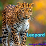 780+ Catchy And Badass Leopard Names With Name Generator