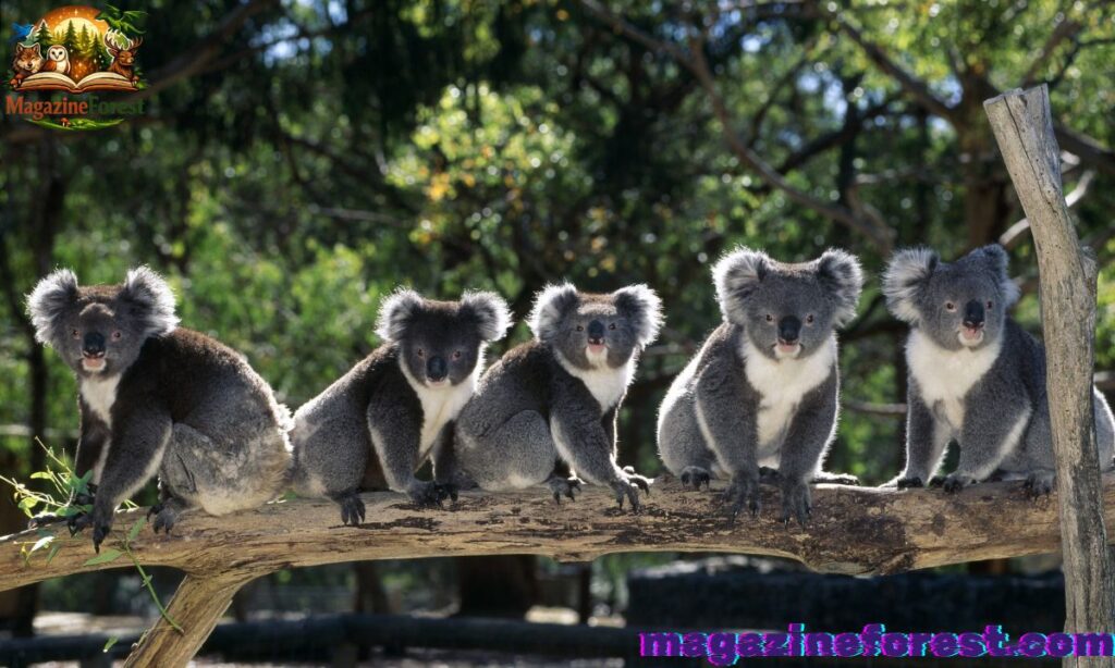 Australian Culture-Inspired Koala Names