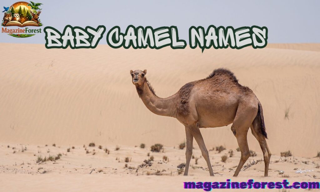 Baby Camel Names