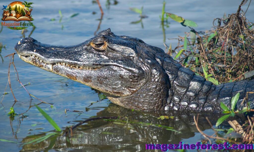 Cool Crocodile Names