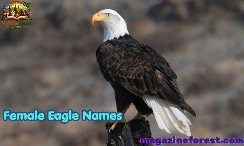 Female Eagle Names