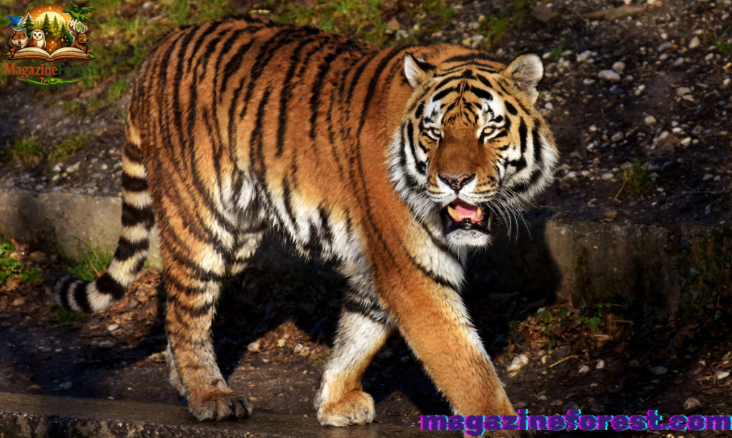 Female Tiger Names