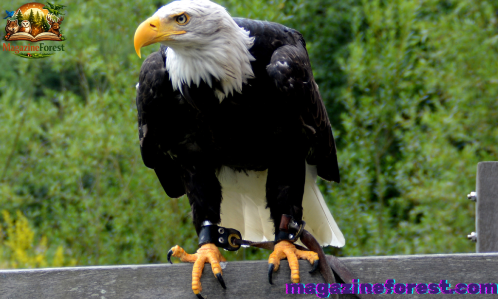 Funny Eagle Names