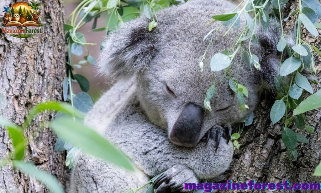 Funny Koala Names