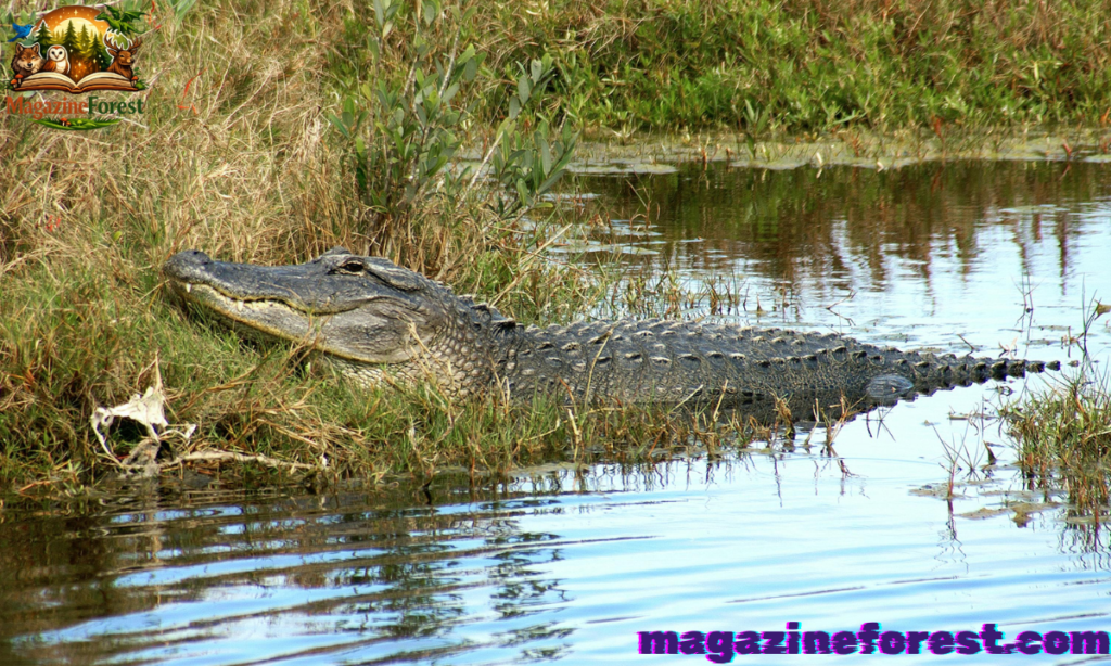 Naming Fundamentals for Crocodiles