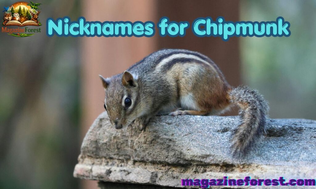 Nicknames for Chipmunk