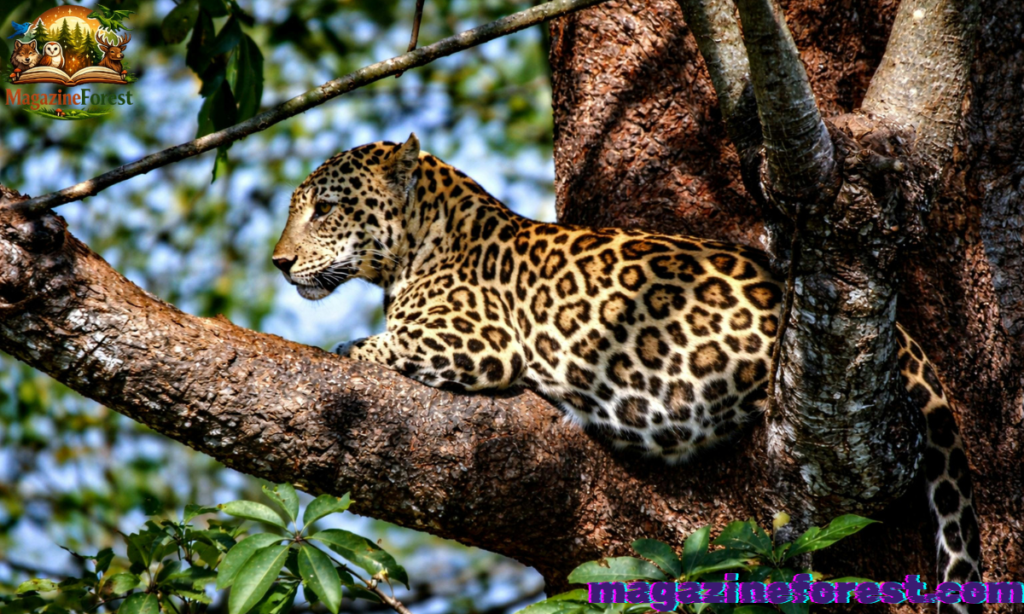 Persian Leopard Names