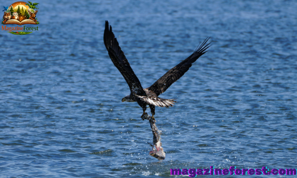 Sea Eagle Names