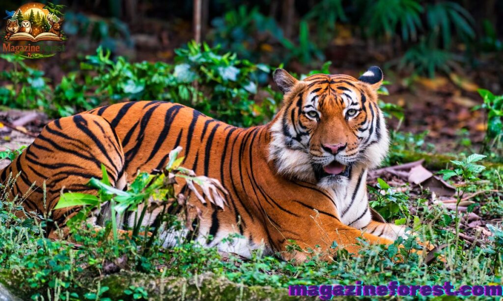 Tiger Names With Meaning