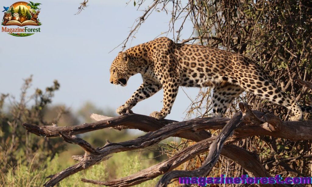 Unique Leopard Names