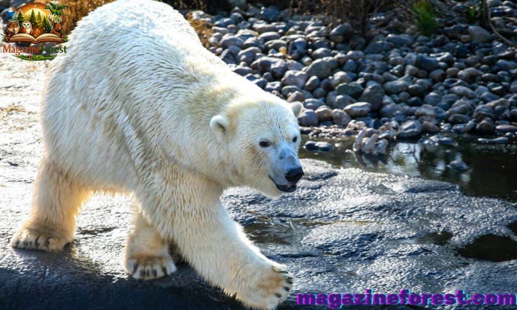 🎨🐻‍❄️ Color-Inspired Polar Bear Names