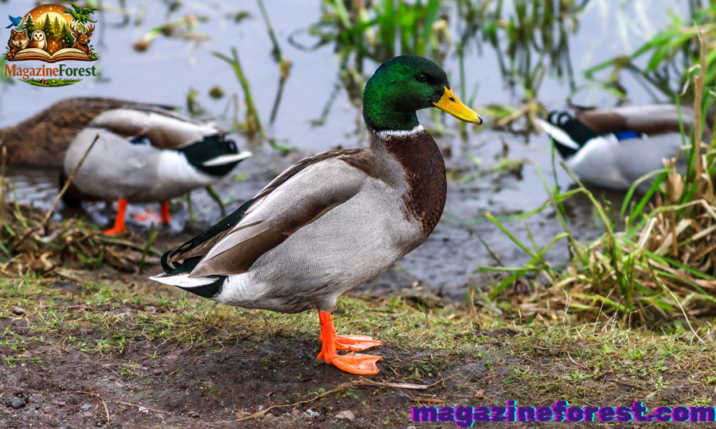 🎩 Boy Duck Names 