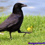 🐦 500+ Cute And Catchy Crow Names With Name Generator