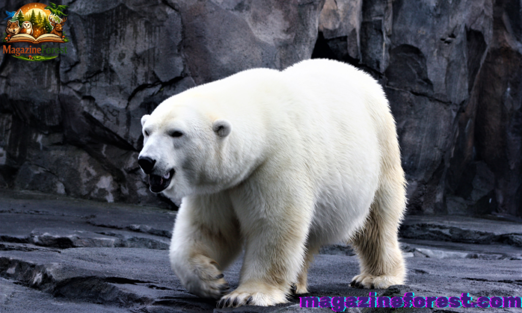 🐻‍❄️ 550+ Cool And Catchy Polar Bear Names With Name Generator