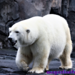 🐻‍❄️ 550+ Cool And Catchy Polar Bear Names With Name Generator